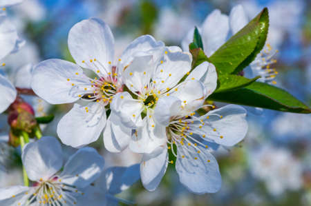 Branches of blossoming apricot macro with soft focus on gentle light blue sky background. For easter and spring greeting cards with beautiful floral spring abstract background of natureの写真素材