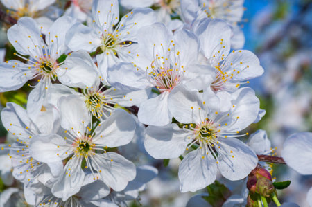 Branches of blossoming apricot macro with soft focus on gentle light blue sky background. For easter and spring greeting cards with beautiful floral spring abstract background of natureの写真素材