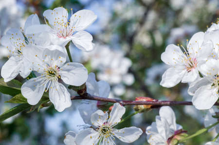 Branches of blossoming apricot macro with soft focus on gentle light blue sky background. For easter and spring greeting cards with beautiful floral spring abstract background of natureの写真素材