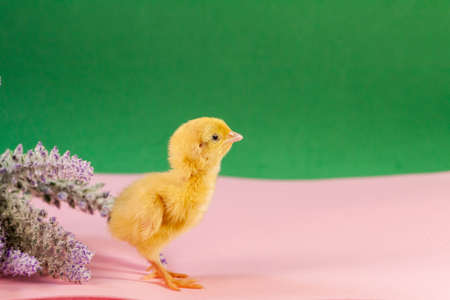 Newborn yellow chicken. Chick hatched from an egg. Chicks together with eggs background for the poultry farm.の写真素材