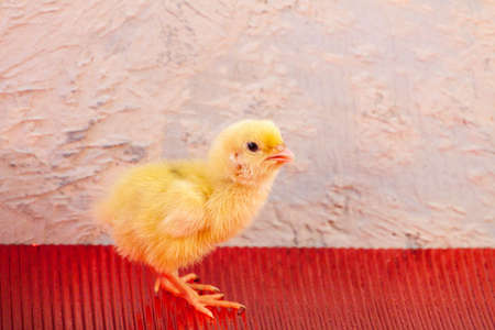 Newborn yellow chicken. Chick hatched from an egg. Chicks together with eggs background for the poultry farm.の写真素材