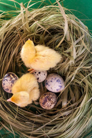 Newborn yellow chicken. Chick hatched from an egg. Chicks together with eggs background for the...