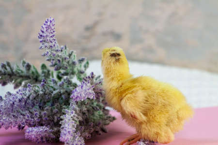 Newborn yellow chicken. Chick hatched from an egg. Chicks together with eggs background for the poultry farm.の写真素材