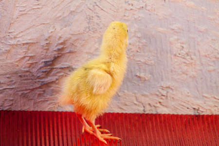 Newborn yellow chicken. Chick hatched from an egg. Chicks together with eggs background for the poultry farm.の写真素材