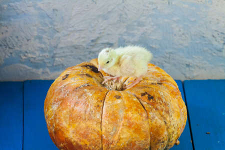 Newborn yellow chicken. Chick hatched from an egg. Chicks together with eggs background for the poultry farm.の写真素材