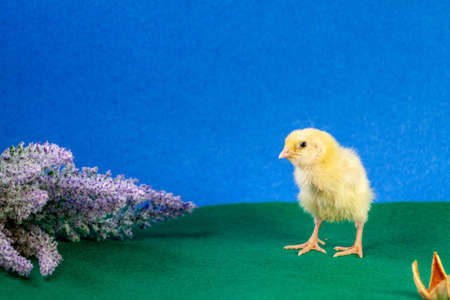 Newborn yellow chicken. Chick hatched from an egg. Chicks together with eggs background for the poultry farm.の写真素材