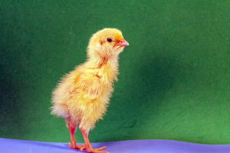 Newborn yellow chicken. Chick hatched from an egg. Chicks together with eggs background for the poultry farm.の写真素材