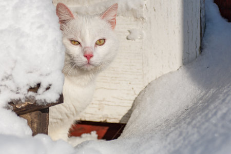 cat in the snow. The cat froze over in the winter outside, covered in cold the street. The cat is played with snow in the yard for christmas.の写真素材