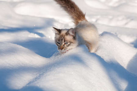 cat in the snow. The cat froze over in the winter outside, covered in cold the street. The cat is played with snow in the yard for christmas.の写真素材