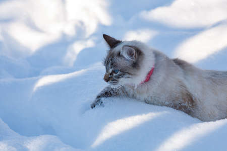 cat in the snow. The cat froze over in the winter outside, covered in cold the street. The cat is played with snow in the yard for christmas.の写真素材