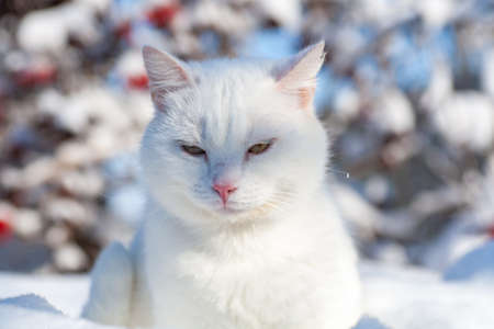 cat in the snow. The cat froze over in the winter outside, covered in cold the street. The cat is played with snow in the yard for christmas.の写真素材