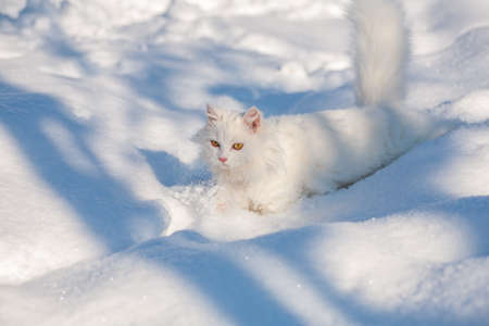 cat in the snow. The cat froze over in the winter outside, covered in cold the street. The cat is played with snow in the yard for christmas.の写真素材