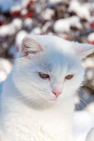 cat in the snow. The cat froze over in the winter outside, covered in cold the street. The cat is played with snow in the yard for christmas.の写真素材