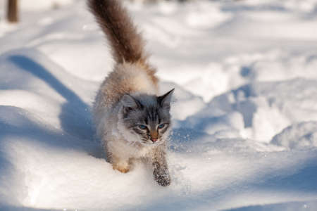 cat in the snow. The cat froze over in the winter outside, covered in cold the street. The cat is played with snow in the yard for christmas.の写真素材