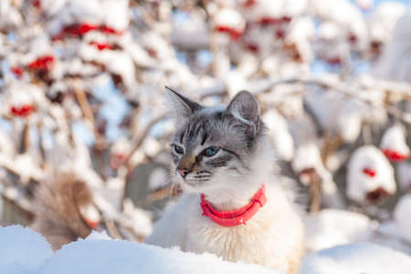 cat in the snow. The cat froze over in the winter outside, covered in cold the street. The cat is played with snow in the yard for christmas.の写真素材