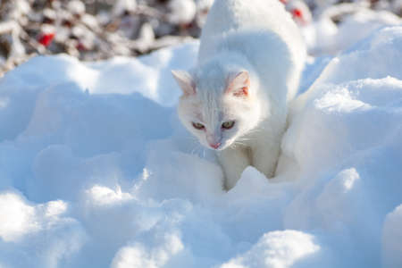 cat in the snow. The cat froze over in the winter outside, covered in cold the street. The cat is played with snow in the yard for christmas.の写真素材