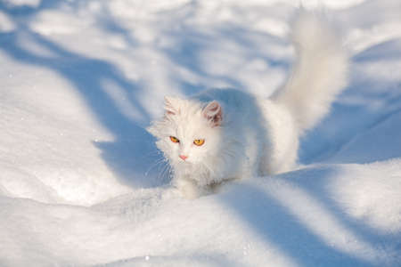 cat in the snow. The cat froze over in the winter outside, covered in cold the street. The cat is played with snow in the yard for christmas.の写真素材