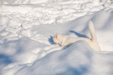 cat in the snow. The cat froze over in the winter outside, covered in cold the street. The cat is played with snow in the yard for christmas.の写真素材