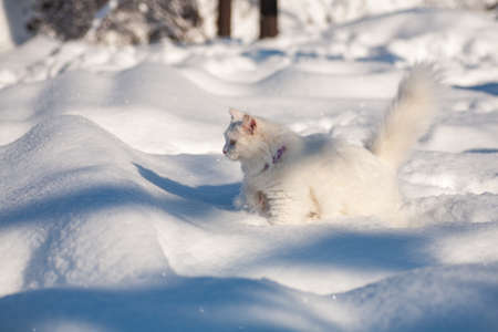 cat in the snow. The cat froze over in the winter outside, covered in cold the street. The cat is played with snow in the yard for christmas.の写真素材