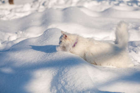 cat in the snow. The cat froze over in the winter outside, covered in cold the street. The cat is played with snow in the yard for christmas.の写真素材