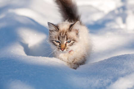 cat in the snow. The cat froze over in the winter outside, covered in cold the street. The cat is played with snow in the yard for christmas.の写真素材