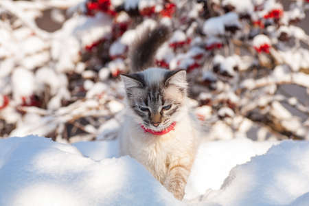 cat in the snow. The cat froze over in the winter outside, covered in cold the street. The cat is played with snow in the yard for christmas.の写真素材