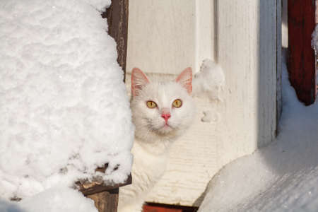 cat in the snow. The cat froze over in the winter outside, covered in cold the street. The cat is played with snow in the yard for christmas.の写真素材