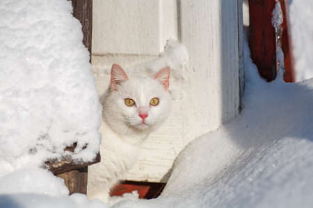 cat in the snow. The cat froze over in the winter outside, covered in cold the street. The cat is played with snow in the yard for christmas.の写真素材