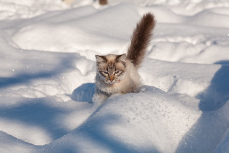 cat in the snow. The cat froze over in the winter outside, covered in cold the street. The cat is played with snow in the yard for christmas.の写真素材