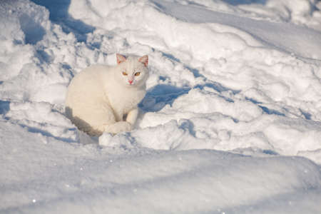 cat in the snow. The cat froze over in the winter outside, covered in cold the street. The cat is played with snow in the yard for christmas.の写真素材