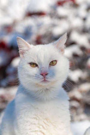 cat in the snow. The cat froze over in the winter outside, covered in cold the street. The cat is played with snow in the yard for christmas.の写真素材