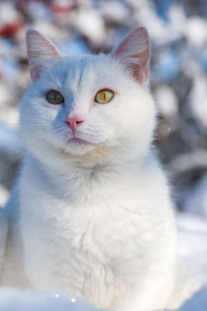 cat in the snow. The cat froze over in the winter outside, covered in cold the street. The cat is played with snow in the yard for christmas.の写真素材