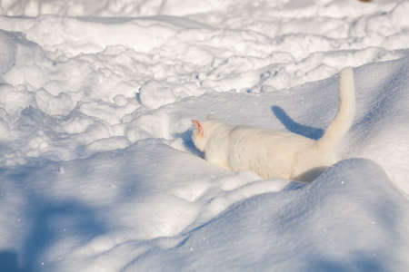 cat in the snow. The cat froze over in the winter outside, covered in cold the street. The cat is played with snow in the yard for christmas.の写真素材