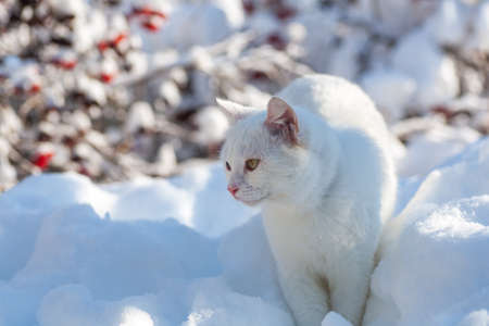 cat in the snow. The cat froze over in the winter outside, covered in cold the street. The cat is played with snow in the yard for christmas.の写真素材