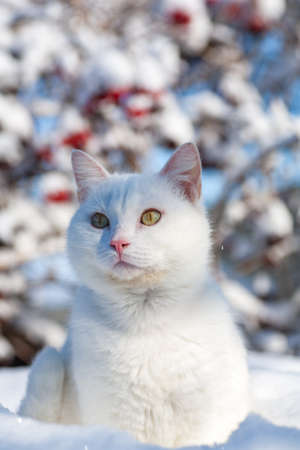 cat in the snow. The cat froze over in the winter outside, covered in cold the street. The cat is played with snow in the yard for christmas.の写真素材