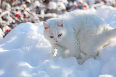 cat in the snow. The cat froze over in the winter outside, covered in cold the street. The cat is played with snow in the yard for christmas.の写真素材