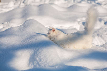 cat in the snow. The cat froze over in the winter outside, covered in cold the street. The cat is played with snow in the yard for christmas.の写真素材