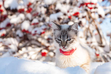 cat in the snow. The cat froze over in the winter outside, covered in cold the street. The cat is played with snow in the yard for christmas.の写真素材