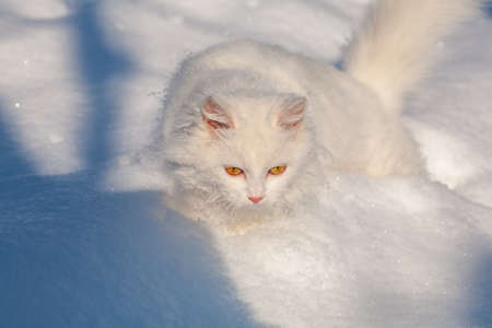 cat in the snow. The cat froze over in the winter outside, covered in cold the street. The cat is played with snow in the yard for christmas.の写真素材