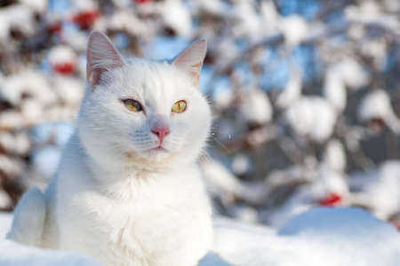 cat in the snow. The cat froze over in the winter outside, covered in cold the street. The cat is played with snow in the yard for christmas.の写真素材