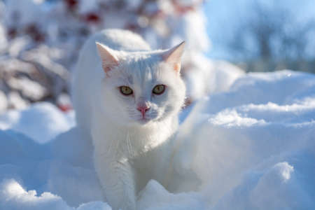 cat in the snow. The cat froze over in the winter outside, covered in cold the street. The cat is played with snow in the yard for christmas.の写真素材