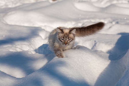 cat in the snow. The cat froze over in the winter outside, covered in cold the street. The cat is played with snow in the yard for christmas.の写真素材