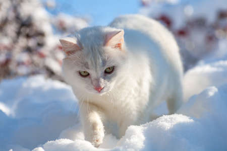 cat in the snow. The cat froze over in the winter outside, covered in cold the street. The cat is played with snow in the yard for christmas.の写真素材