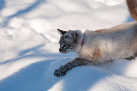 cat in the snow. The cat froze over in the winter outside, covered in cold the street. The cat is played with snow in the yard for christmas.の写真素材