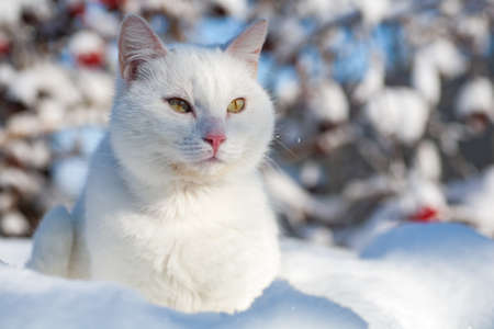 cat in the snow. The cat froze over in the winter outside, covered in cold the street. The cat is played with snow in the yard for christmas.の写真素材