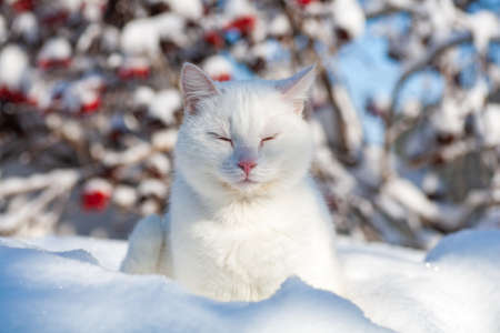cat in the snow. The cat froze over in the winter outside, covered in cold the street. The cat is played with snow in the yard for christmas.の写真素材
