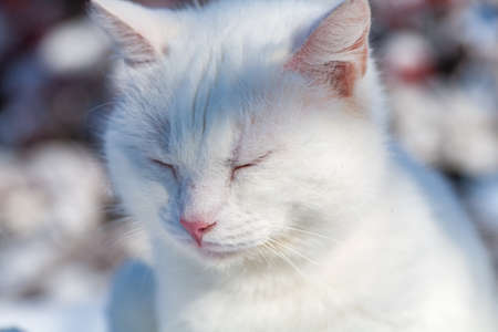 cat in the snow. The cat froze over in the winter outside, covered in cold the street. The cat is played with snow in the yard for christmas.の写真素材