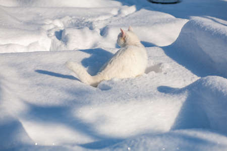cat in the snow. The cat froze over in the winter outside, covered in cold the street. The cat is played with snow in the yard for christmas.の写真素材