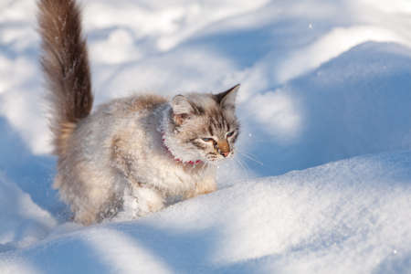 cat in the snow. The cat froze over in the winter outside, covered in cold the street. The cat is played with snow in the yard for christmas.の写真素材
