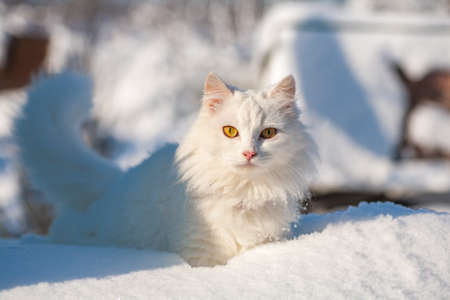 cat in the snow. The cat froze over in the winter outside, covered in cold the street. The cat is played with snow in the yard for christmas.の写真素材